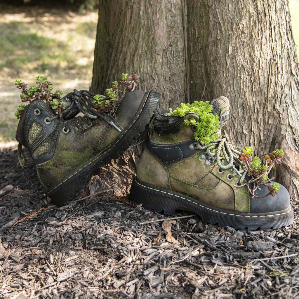 Two old workboots are transformed into economical succulent planters